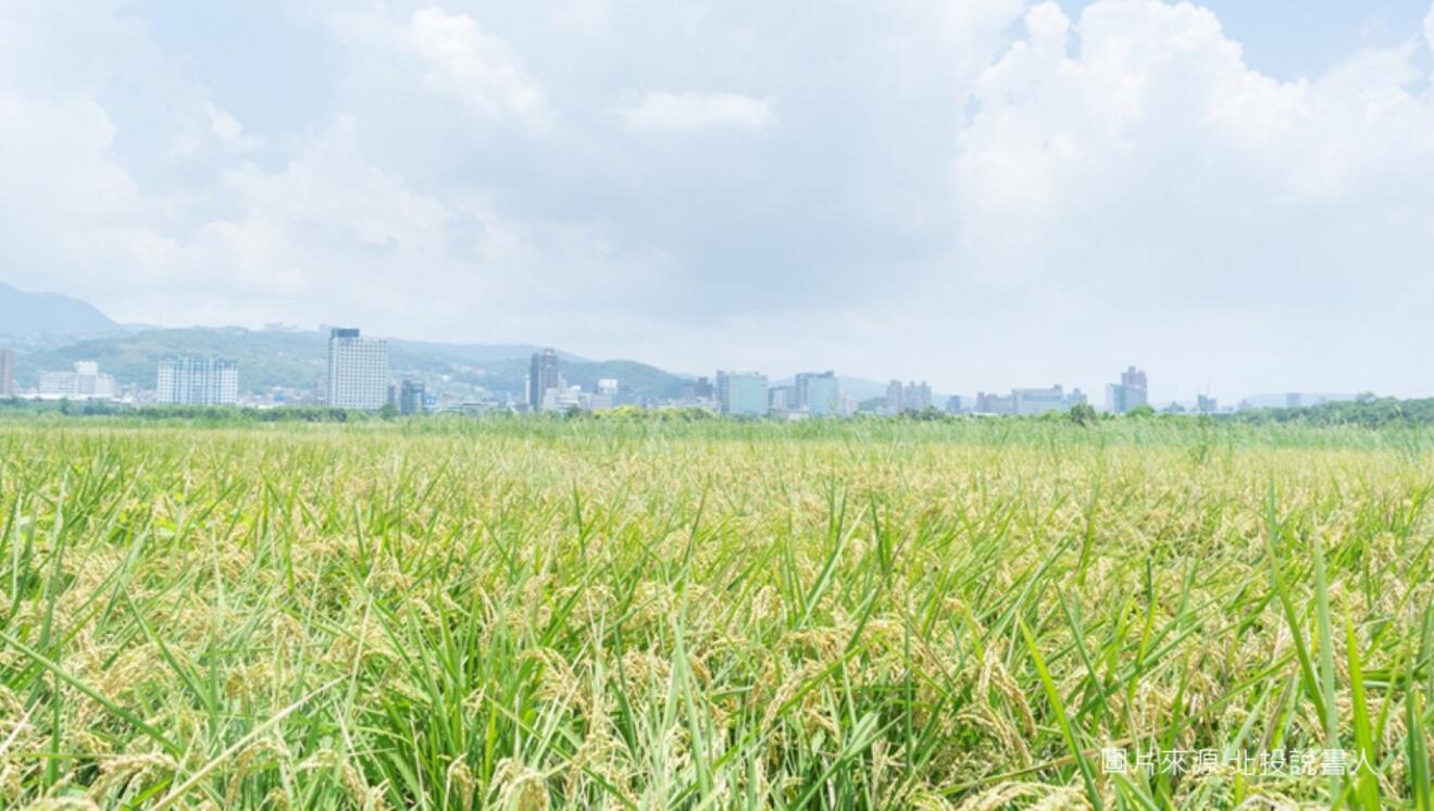 關渡平原照片